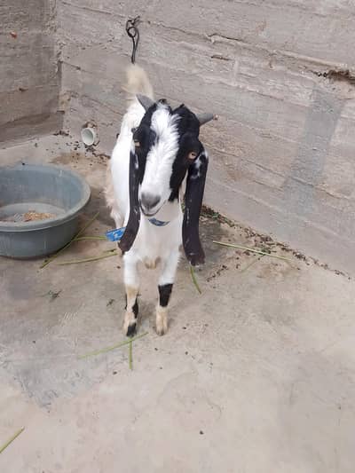 bakra