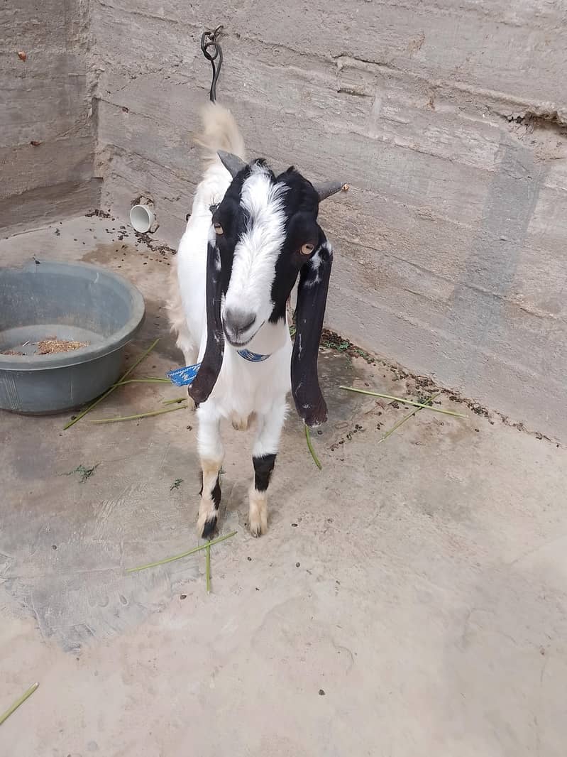 bakra 0