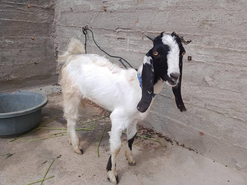 bakra 1