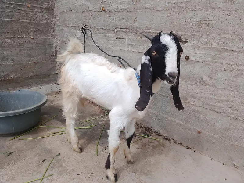 bakra — photo 2