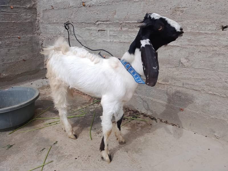 bakra 2