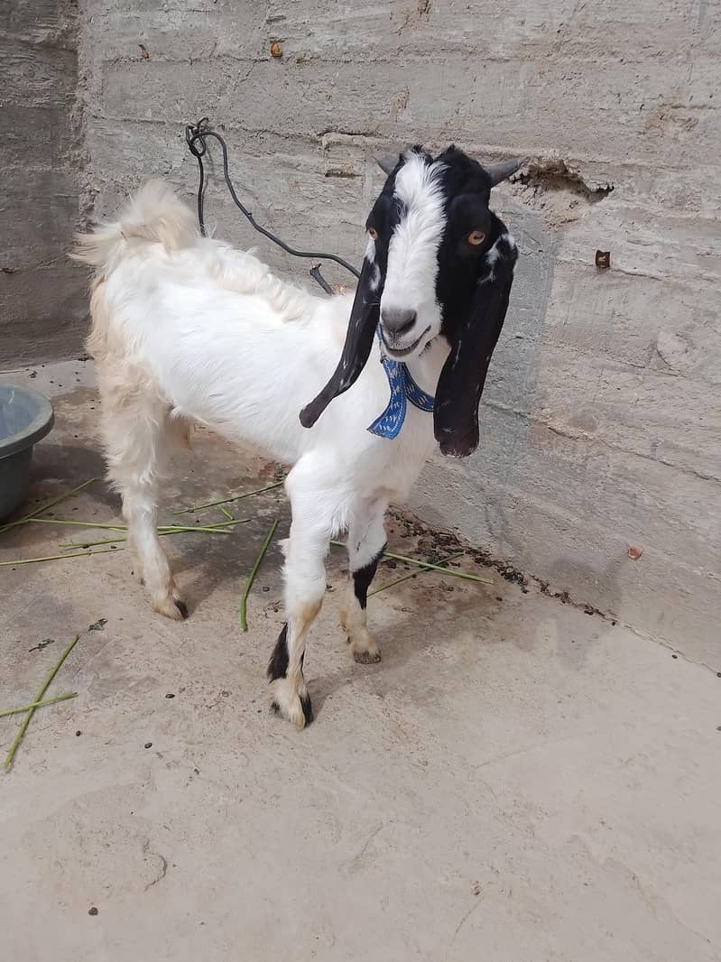 bakra 3