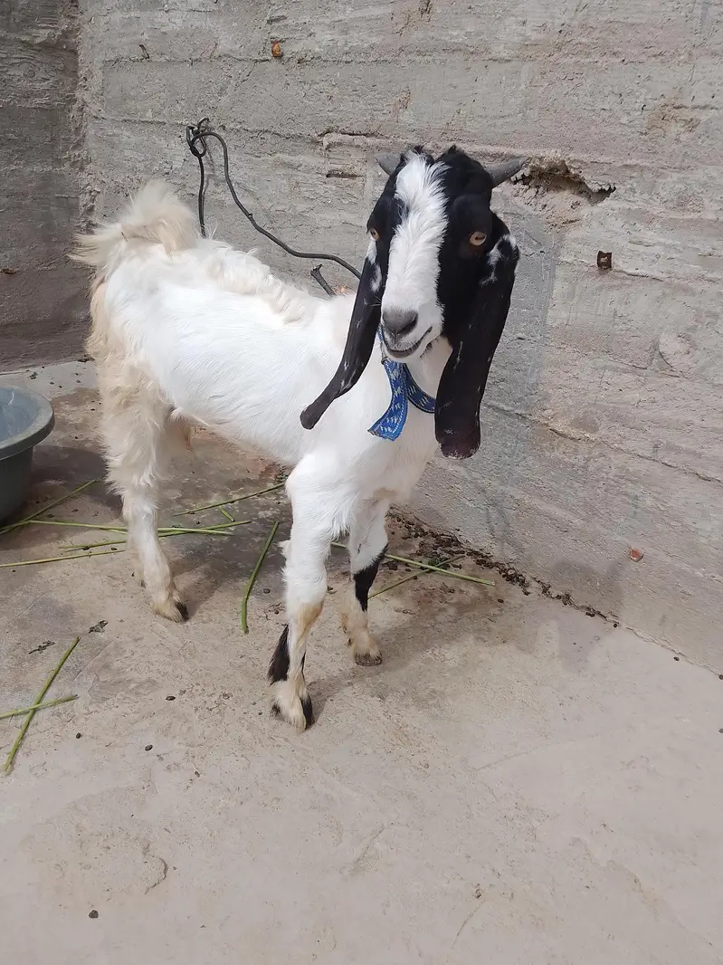 bakra — photo 4