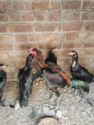 parrot face dragon|egg | chicks|hen| Thai
