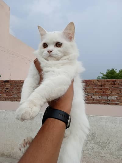 Persian Kitten female – Vaccinated & Healthy