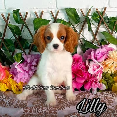 Cavalier king charles spaniel