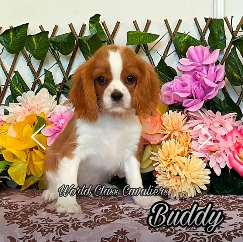 Cavalier king charles spaniel — photo 2