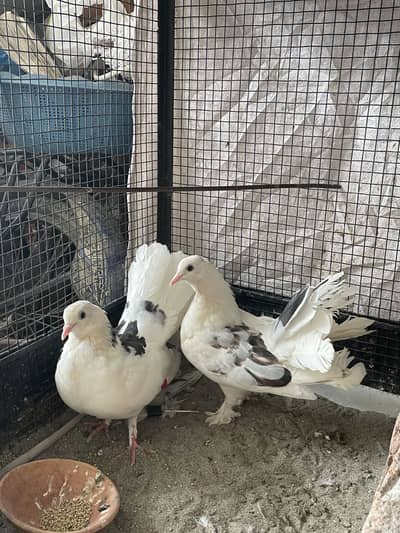 Amrican lakha for sale young breeder 03213831829