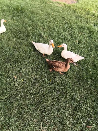 duck pair