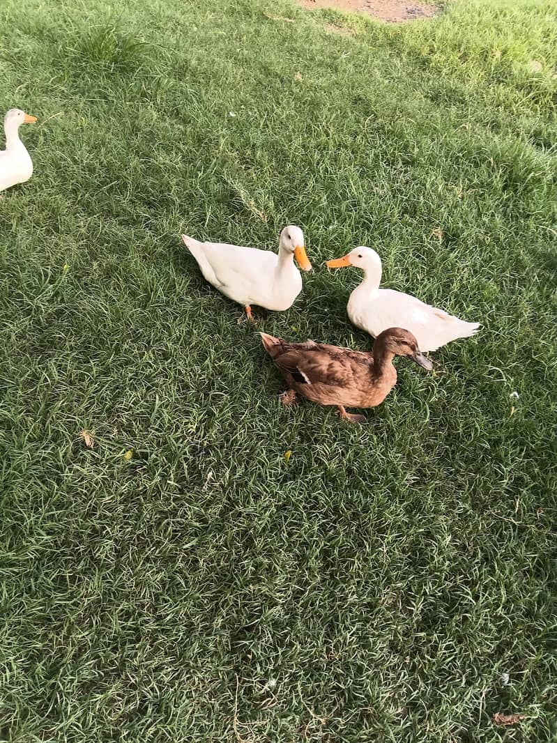 duck pair 0