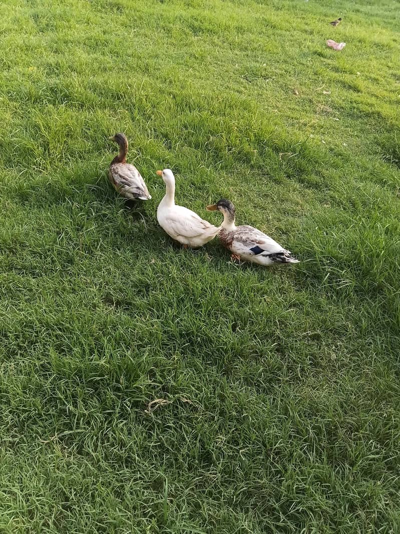 duck pair 1