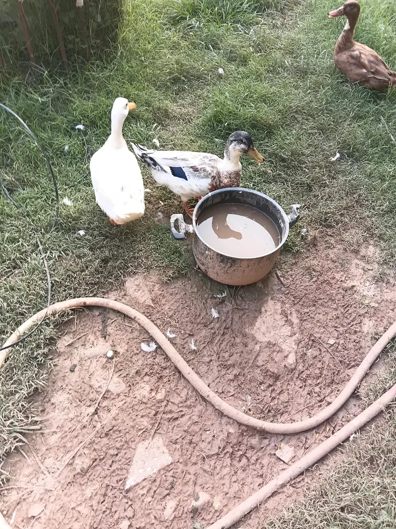 duck pair — photo 4