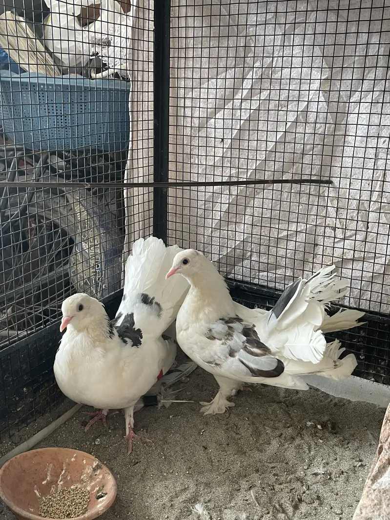 American beautiful young breder pair and 1 female white gift — photo 2