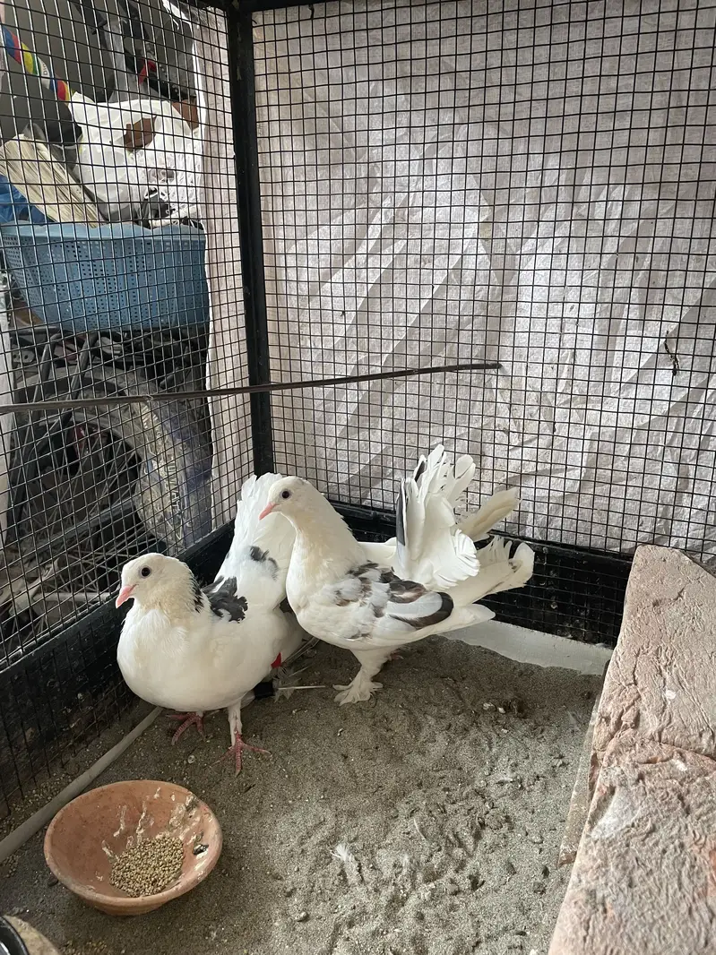 American beautiful young breder pair and 1 female white gift — photo 3