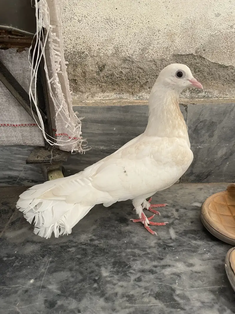 American beautiful young breder pair and 1 female white gift — photo 4