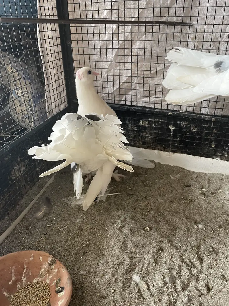 American beautiful young breder pair and 1 female white gift — photo 5
