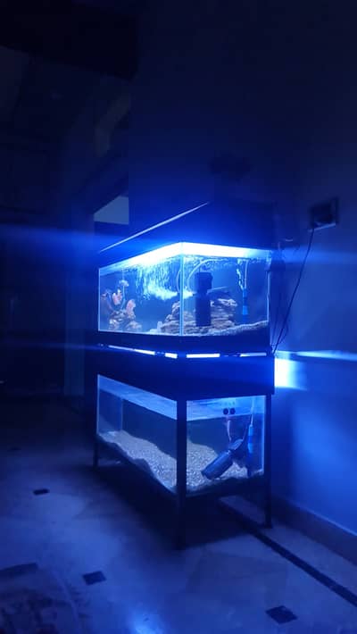 Fishe accurium