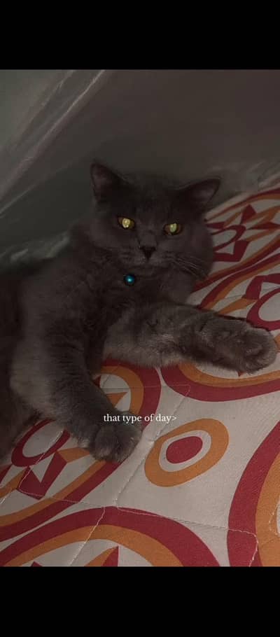 parsian Male Cat