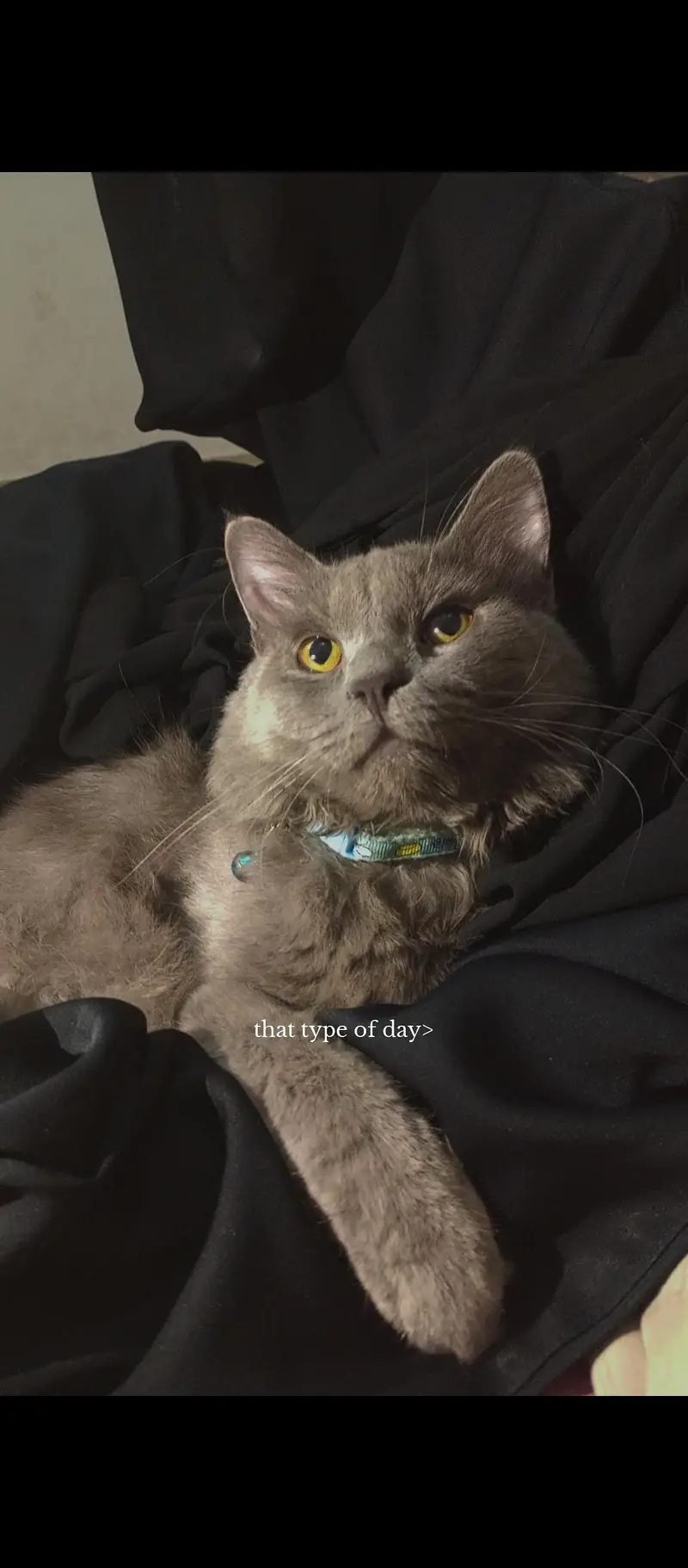 parsian Male Cat — photo 2