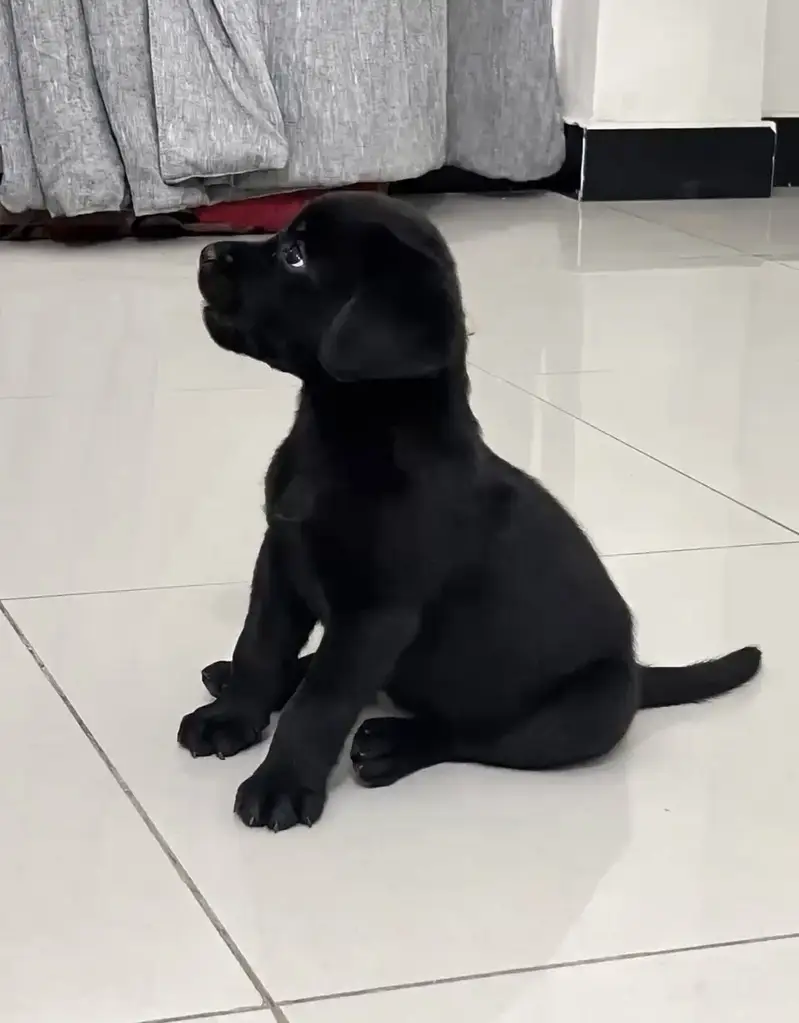 Extreme quality lab jet black heavy bone pup available — photo 2