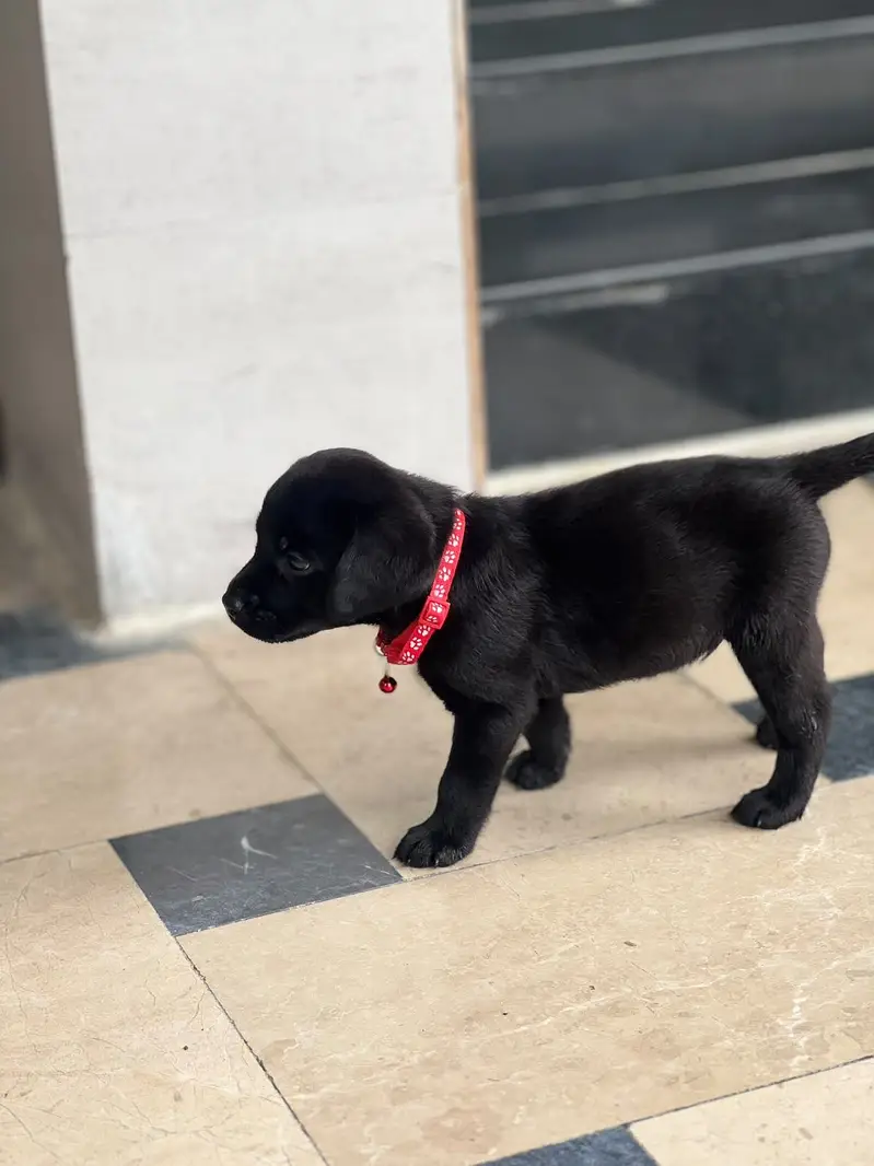 Extreme quality lab jet black heavy bone pup available — photo 3