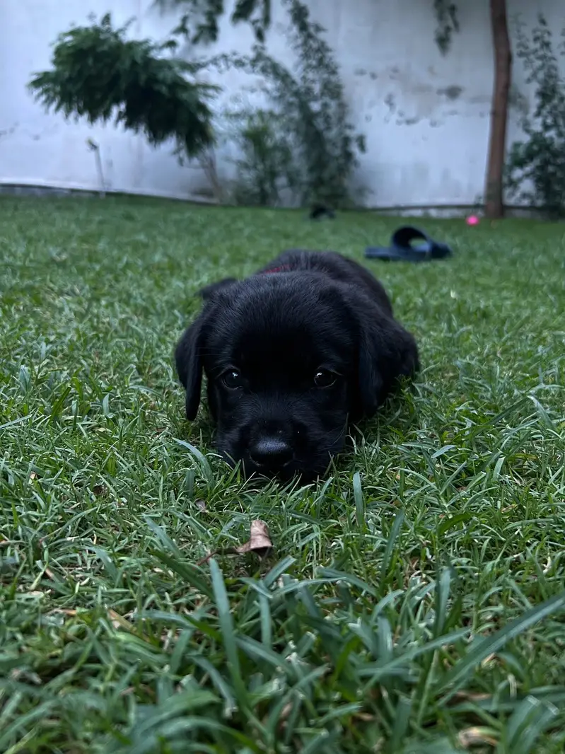 Extreme quality lab jet black heavy bone pup available — photo 4