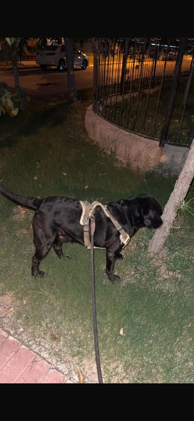 Extreme quality lab jet black heavy bone pup available — photo 6