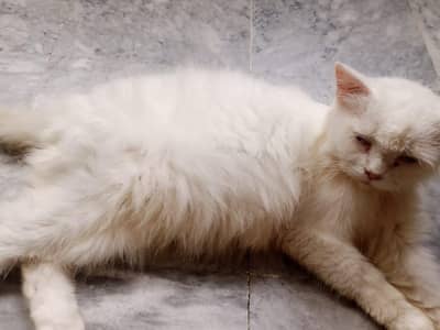 pregnant Persian white female