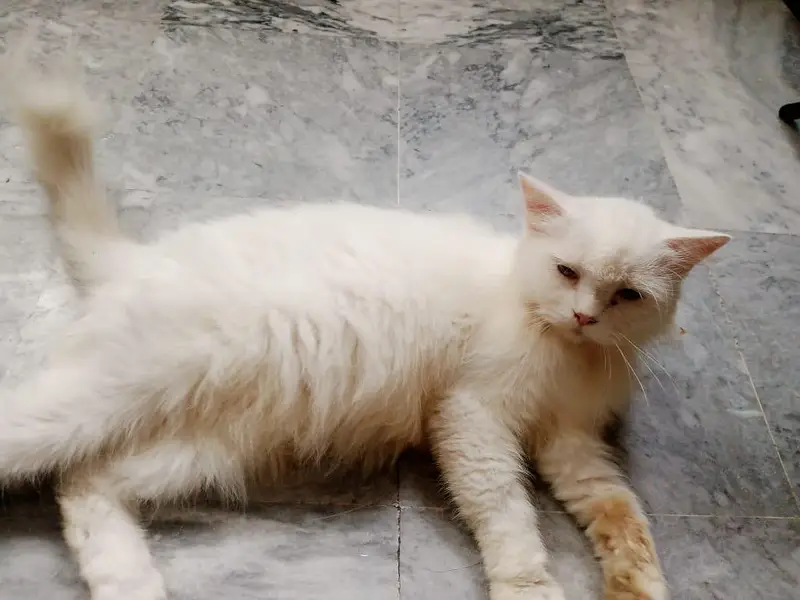 pregnant Persian white female — photo 2