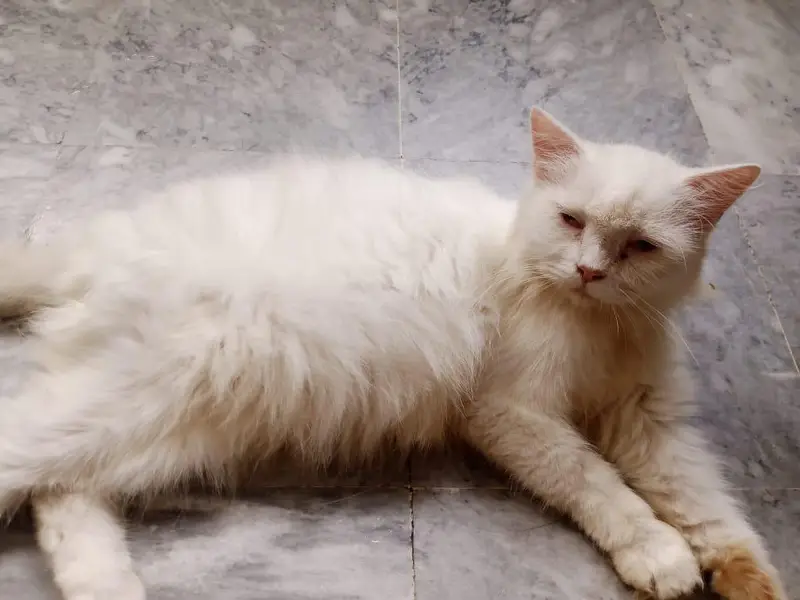 pregnant Persian white female — photo 3