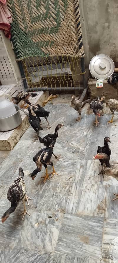 aseel  14 l chicks
