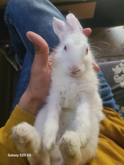 White Albino Rabbits for Sale