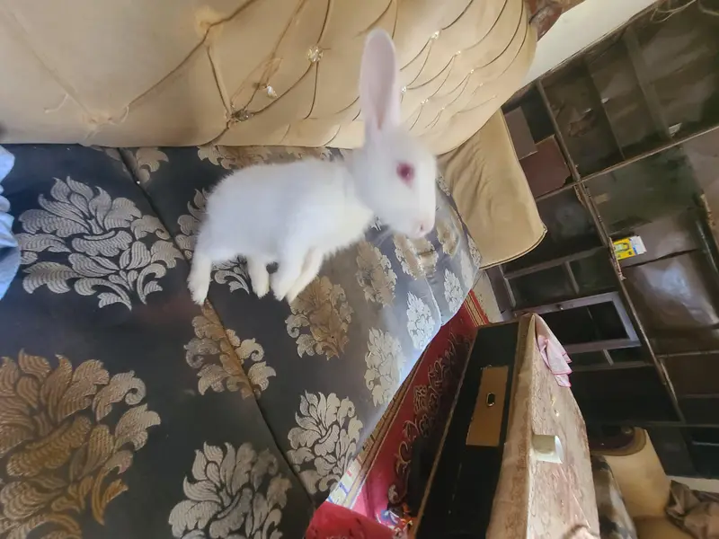 White Albino Rabbits for Sale — photo 2