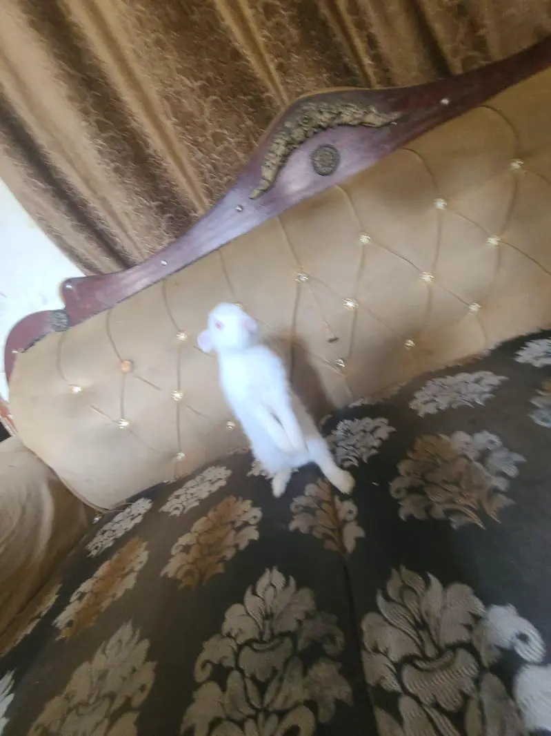 White Albino Rabbits for Sale — photo 3