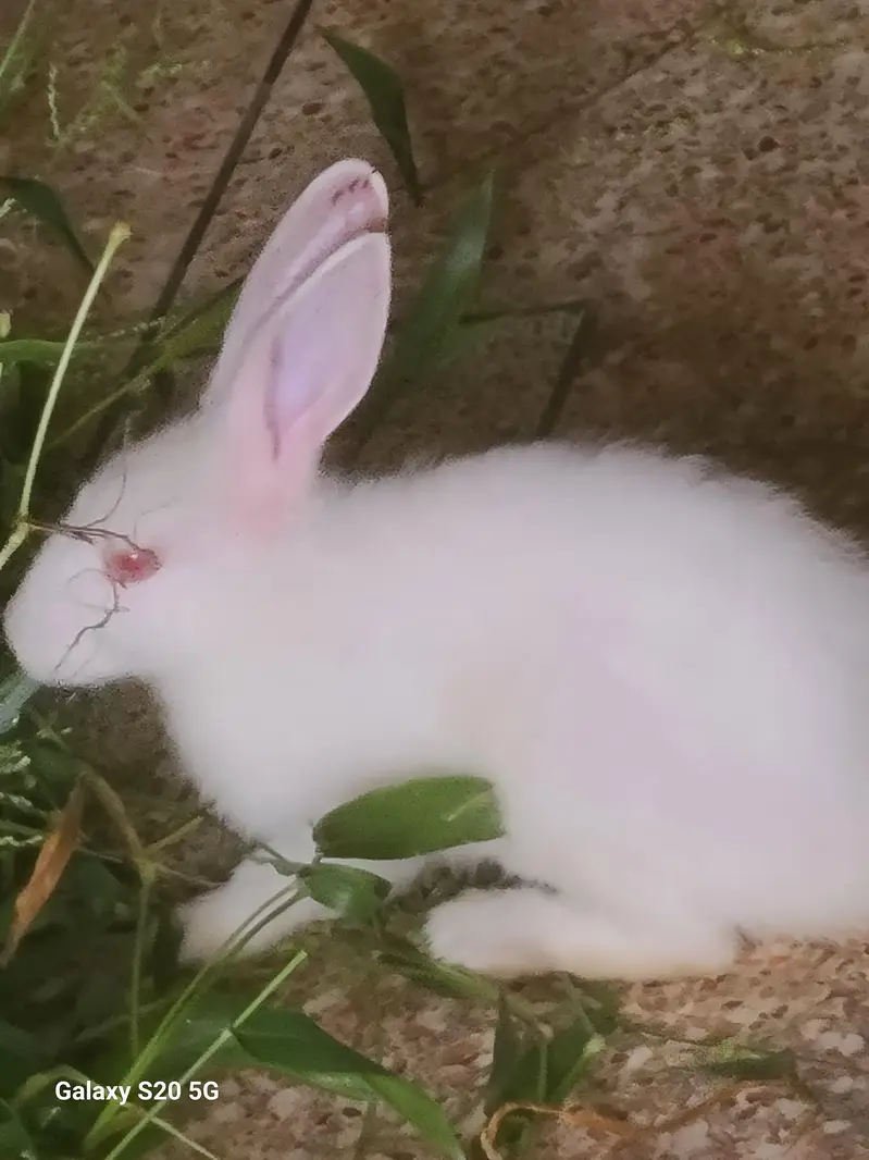 White Albino Rabbits for Sale — photo 4