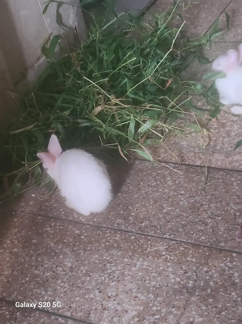 White Albino Rabbits for Sale — photo 5