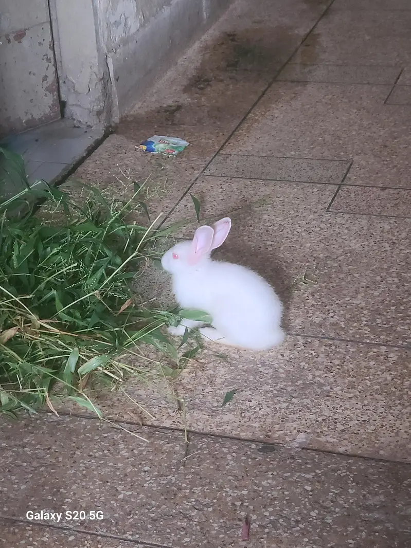 White Albino Rabbits for Sale — photo 6