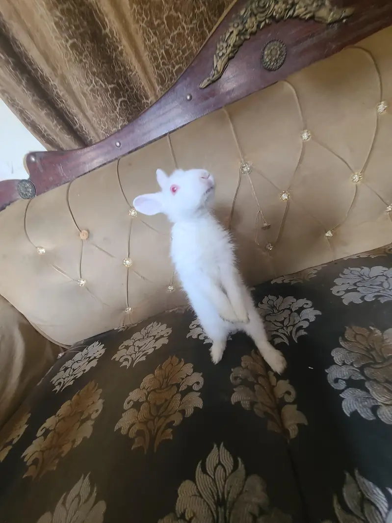 White Albino Rabbits for Sale — photo 7