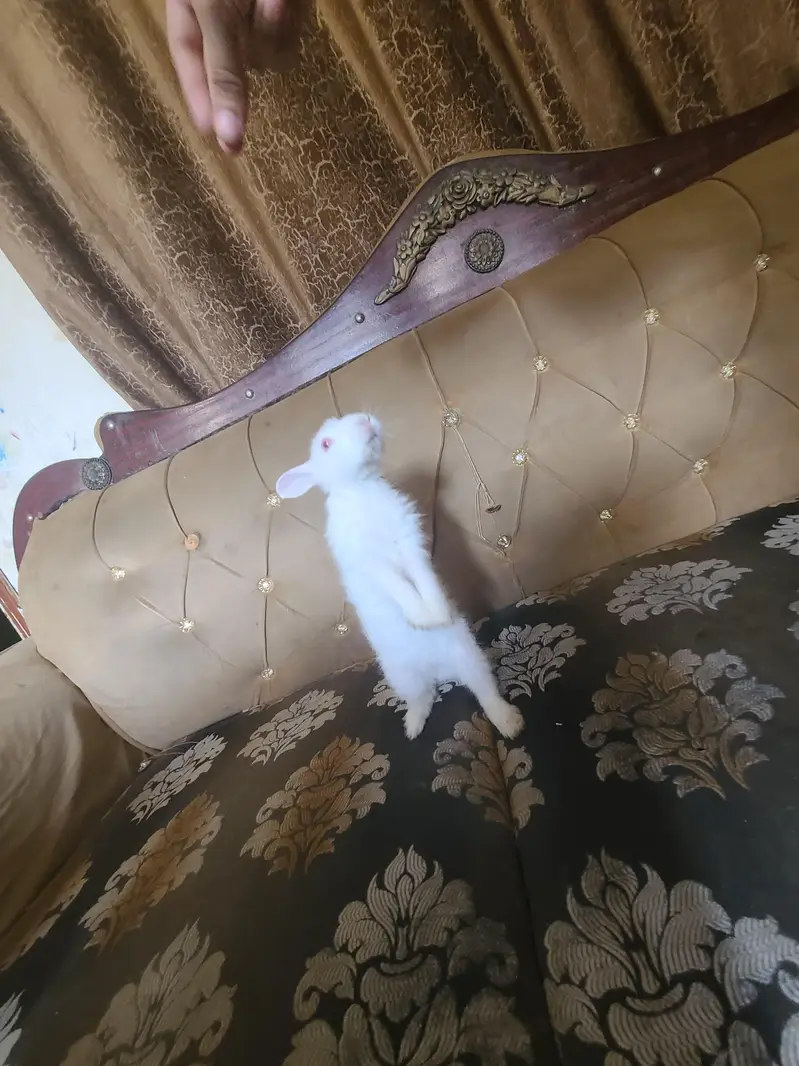 White Albino Rabbits for Sale — photo 8