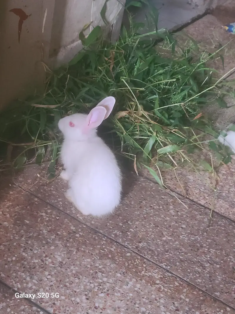 White Albino Rabbits for Sale — photo 9