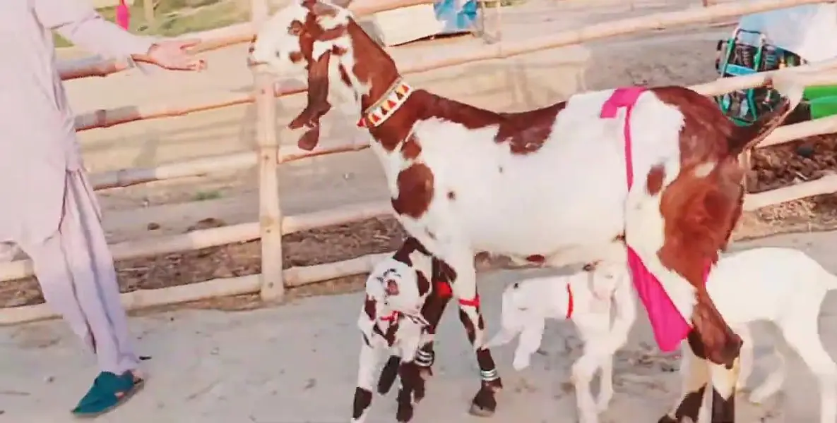 3 bacchon wali bakri makhi chini call+0322"8067847 — photo 3