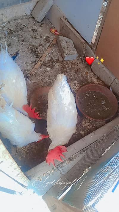 Three murgay