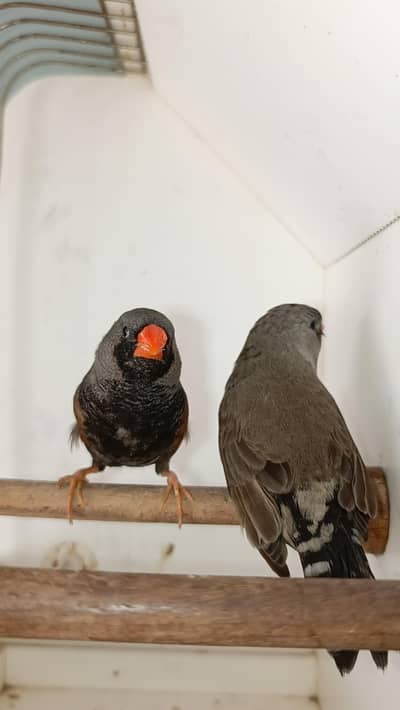 charcoal pair