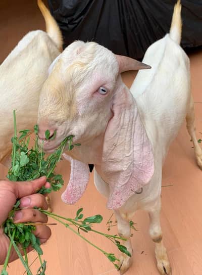 twins/male/rajanpuri/gulabi/pure
