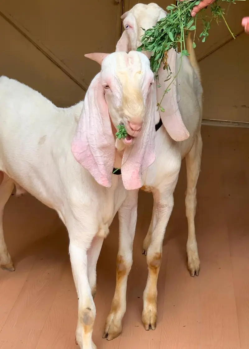 twins/male/rajanpuri/gulabi/pure — photo 2