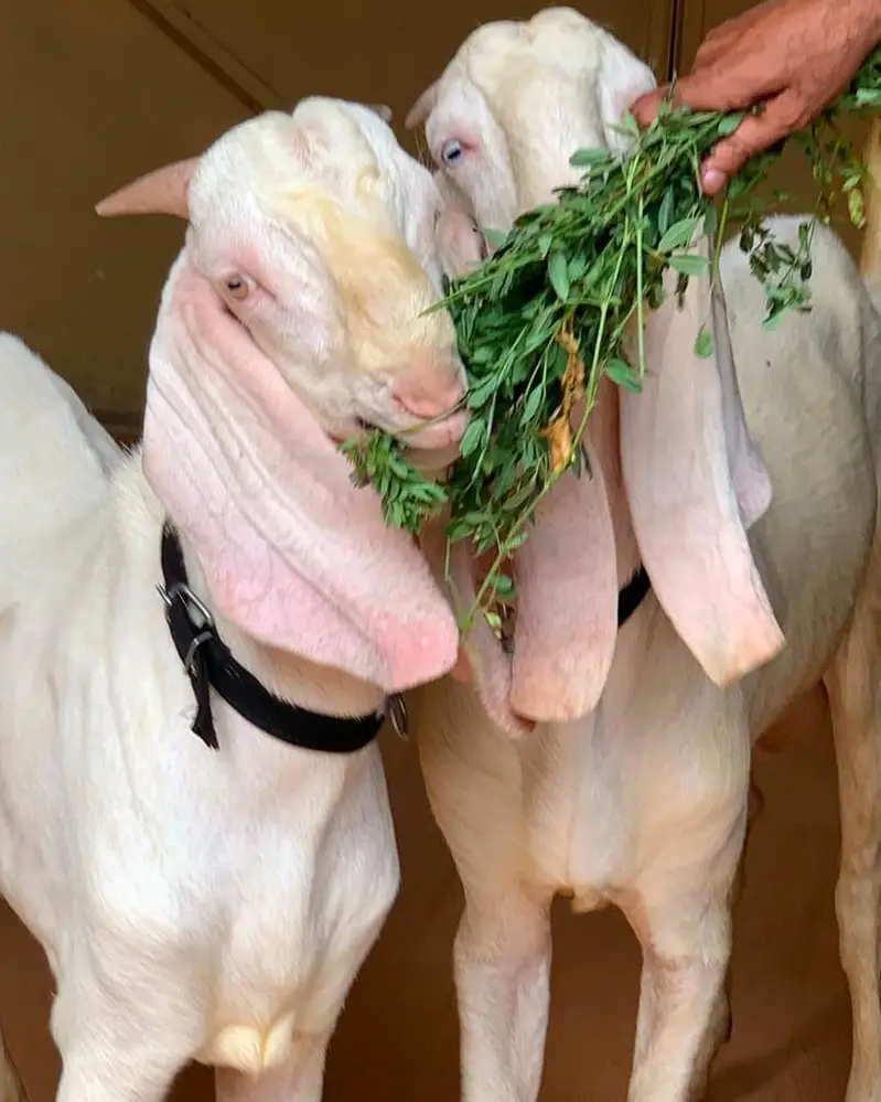 twins/male/rajanpuri/gulabi/pure — photo 3