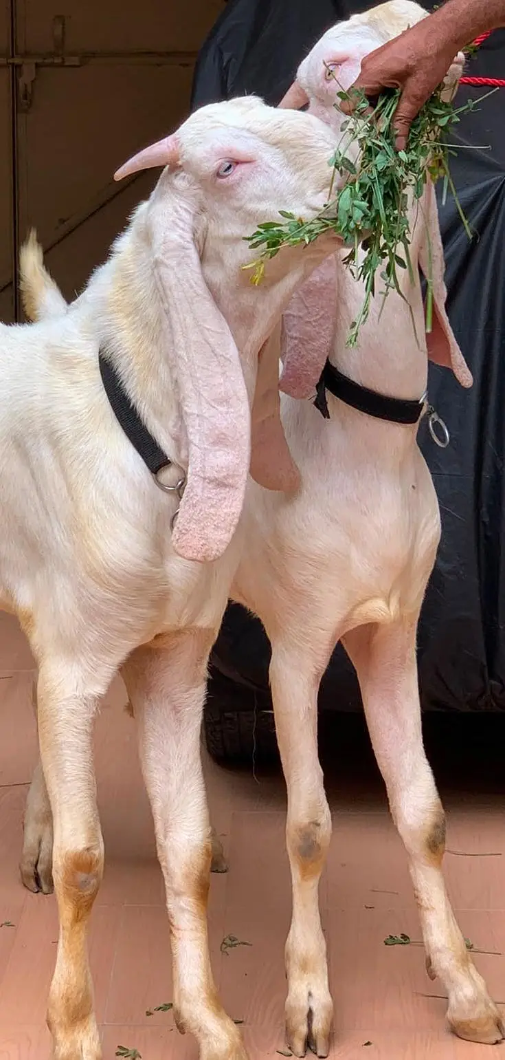 twins/male/rajanpuri/gulabi/pure — photo 4