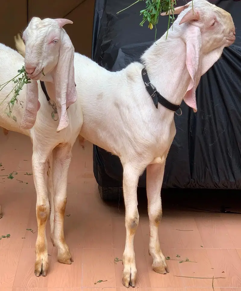 twins/male/rajanpuri/gulabi/pure — photo 5