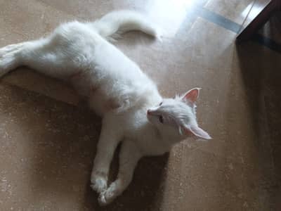 white female persian cat