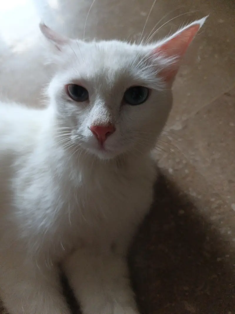 white female persian cat — photo 2